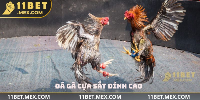 Đá gà cựa sắt đỉnh cao