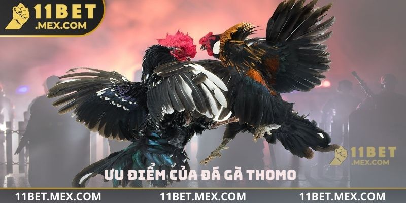 Ưu điểm của đá gà Thomo